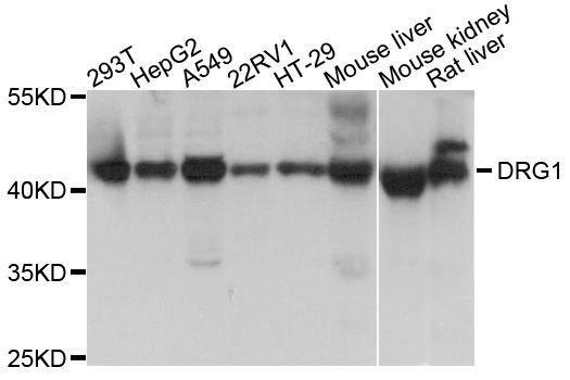 Western blot - DRG1 antibody (144-03987)