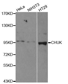 Western blot - CHUK Polyclonal Antibody (144-02062)
