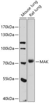 Western blot