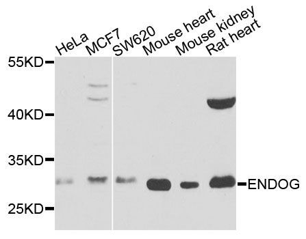 Western blot - ENDOG Polyclonal Antibody (144-00604)