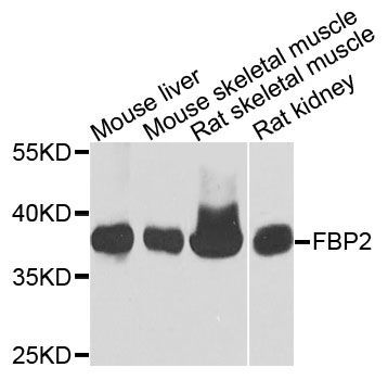 Western blot - FBP2 antibody (144-09850)