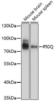 Western blot