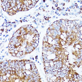 Immunohistochemistry - CYCS antibody (144-60334)
