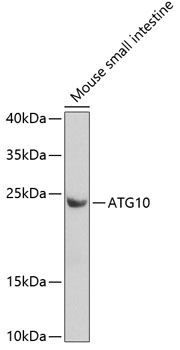 Western blot