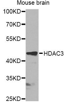 Western blot - HDAC3 antibody (144-012542)
