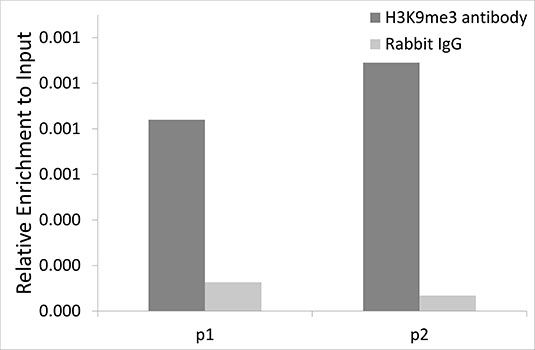 Chromatin immunoprecipitation - TriMethyl-Histone H3-K9 antibody (144-02360)