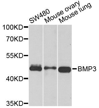 Western blot - BMP3 antibody (144-06877)