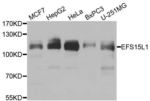 Western blot - EPS15L1 antibody (144-07828)