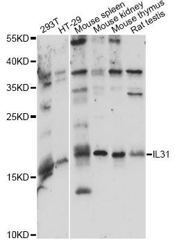 Western blot - IL31 antibody (144-60873)