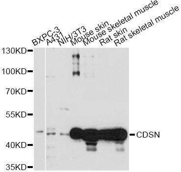 Western blot - CDSN antibody (144-014602)