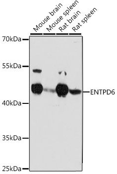 Western blot - ENTPD6 antibody (144-61134)