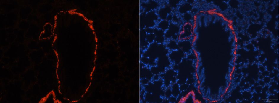 Immunofluorescence - ACTA2 antibody (144-07248)
