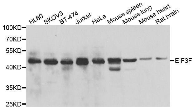 Western blot - EIF3F antibody (144-07023)
