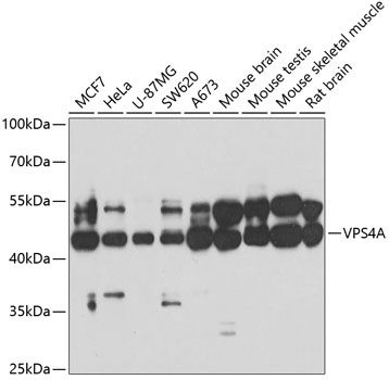 Western blot