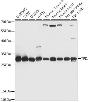 Western blot - TPI1 antibody (144-015733)