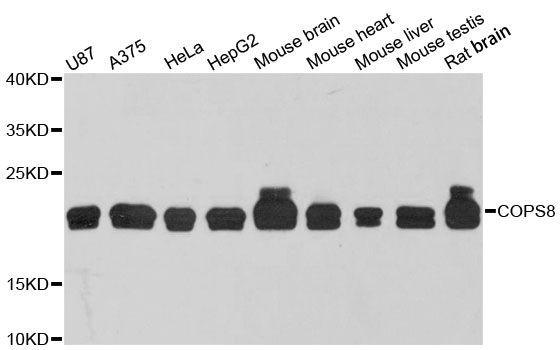 Western blot - COPS8 antibody (144-12745)