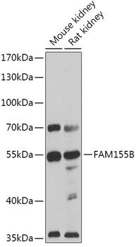Western blot
