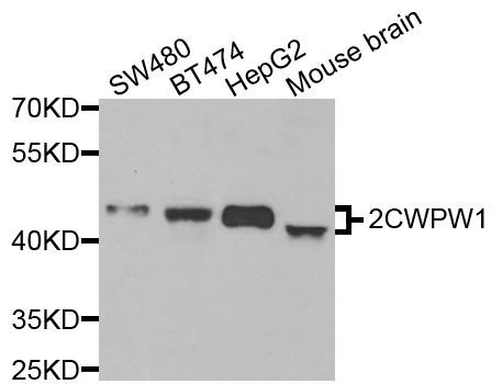 Western blot - ZCWPW1 Polyclonal Antibody (144-07596)