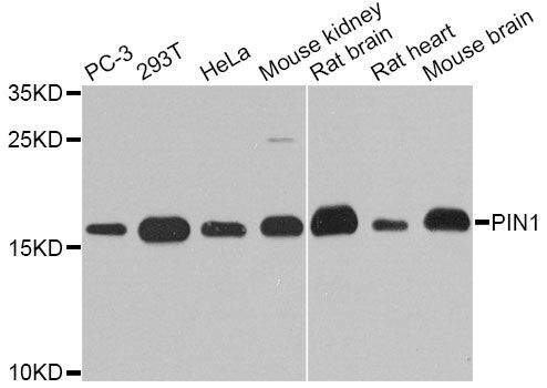 Western blot - PIN1 antibody (144-02106)