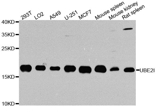 Western blot - UBE2I Polyclonal Antibody (144-02193)
