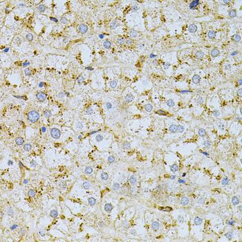 Immunohistochemistry - PSAP Antibody (144-01819)