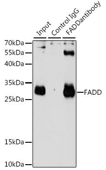 Immunoprecipitation - 3ug FADD antibody (144-05819)