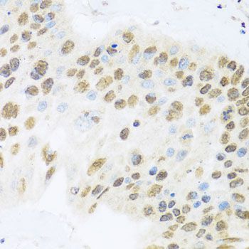 Immunohistochemistry - ZBTB17 antibody (144-08463)