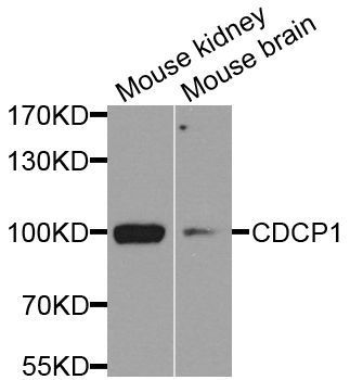 Western blot - CDCP1 antibody (144-08254)