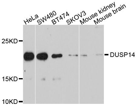 Western blot - DUSP14 Polyclonal Antibody (144-10287)