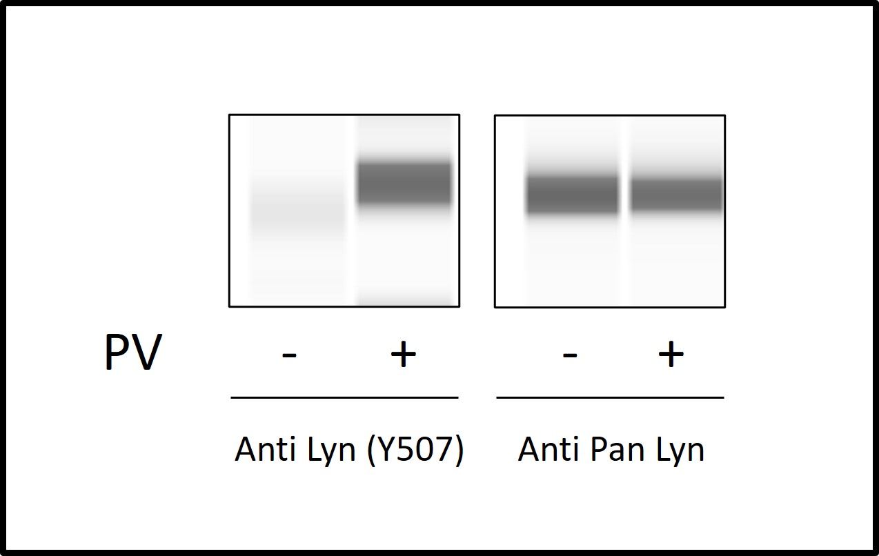 LYN (Y507) - Western Blot