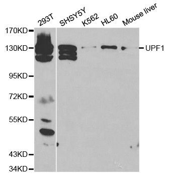 Western blot - UPF1 antibody (144-01521)