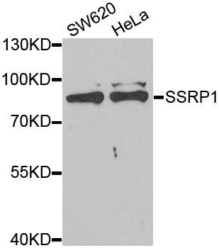 Western blot - SSRP1 antibody (144-013636)