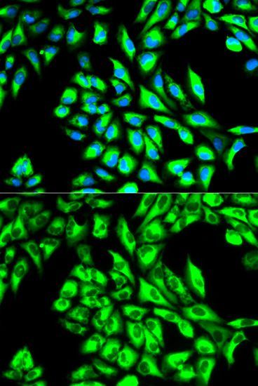 Immunofluorescence - EEF1A1 Polyclonal Antibody (144-00974)