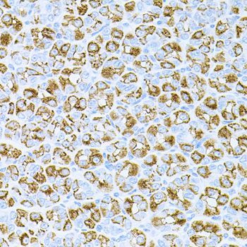 Immunohistochemistry - DLK1 antibody (144-06578)