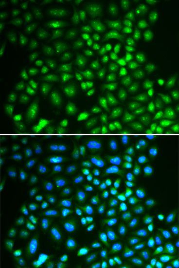 Immunofluorescence - IFIH1 antibody (144-60429)