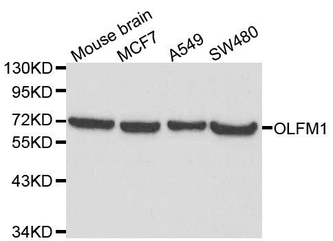 Western blot - OLFM1 Polyclonal Antibody (144-00261)