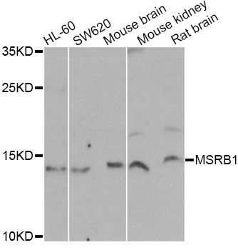 Western blot - MSRB1 Antibody (144-06737)