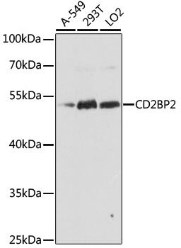 Western blot - CD2BP2 antibody (144-015777)