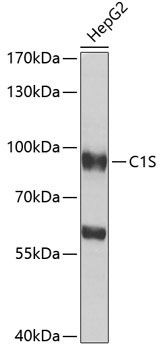 Western blot