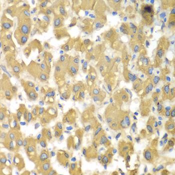 Immunohistochemistry - MAP4K3 antibody (144-07351)