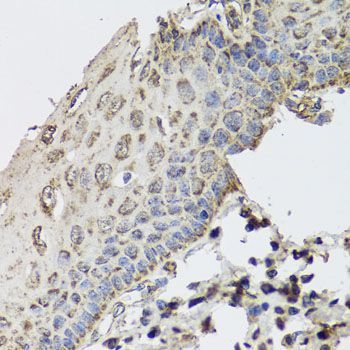 Immunohistochemistry - GBF1 antibody (144-08468)