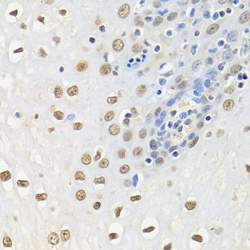 Immunohistochemistry - ELAVL1 Polyclonal Antibody (144-61434)