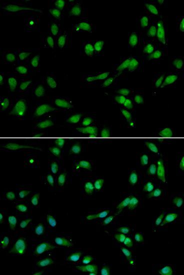 Immunofluorescence - ANP32A antibody (144-05768)