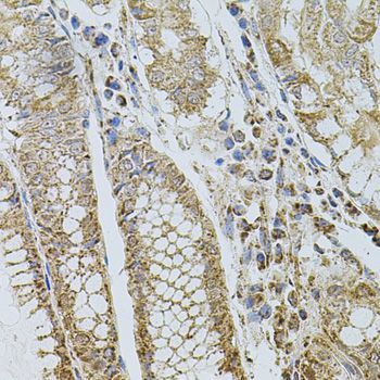 Immunohistochemistry - SELP antibody (144-01425)