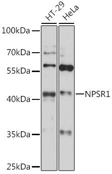 Western blot