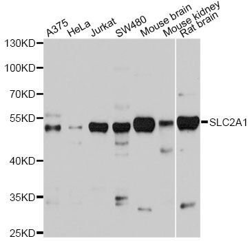 Western blot - SLC2A1 antibody (144-06982)