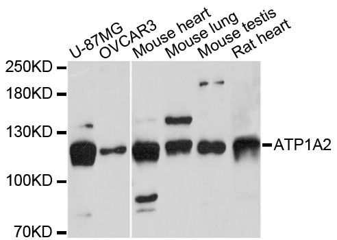 Western blot - ATP1A2 antibody (144-60486)