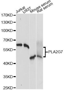 Western blot - PLA2G7 Antibody (144-60503)