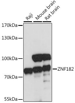 Western blot