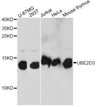 Western blot - UBE2D3 antibody (144-60734)